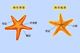 海星体内有血液吗