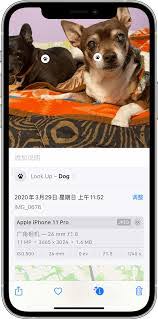 iPhone17promax如何看图查询识别图片内信息