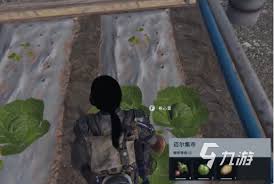 七日世界变异小麦在哪