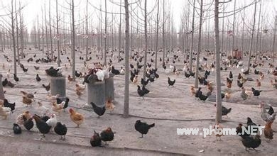 养殖业无息贷款如何申请？养殖业无息贷款申请条件介绍！