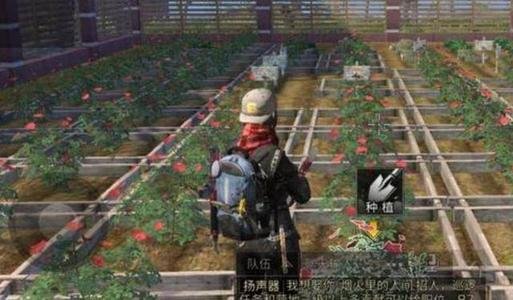 明日之后一个种子能出多少玫瑰？一朵玫瑰加多少好感度？