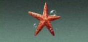 明日之后观赏鱼分布种类位置大全 观赏鱼图鉴攻略