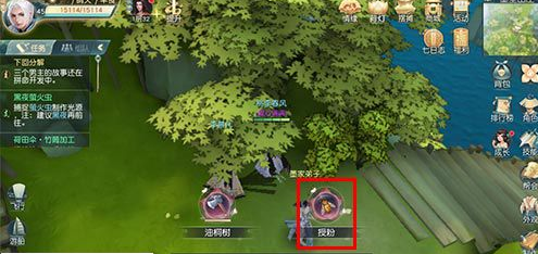 花与剑油桐树种子要怎么获得