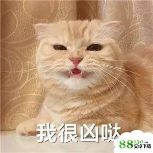 抖音我不可爱我很凶哒无水印表情包