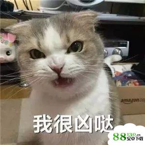抖音我不可爱我很凶哒无水印表情包