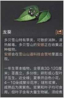 明日之后龙葵怎么获得 龙葵在哪获取奖励?