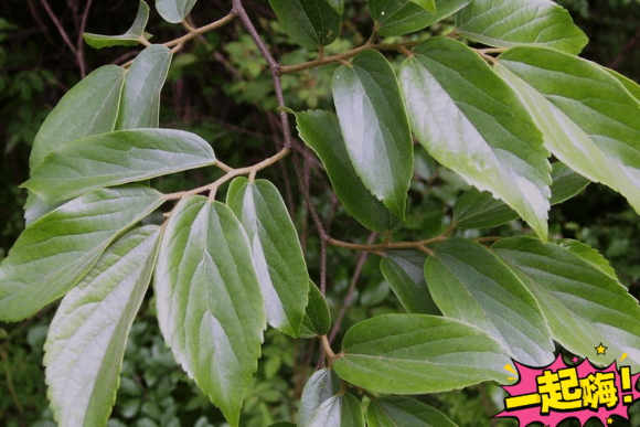 明日之后阔树叶属不属于副资源 阔树叶采集心得分享