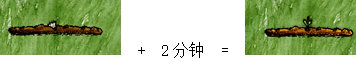一小时人生乳草怎么种好？乳草种植心得分享
