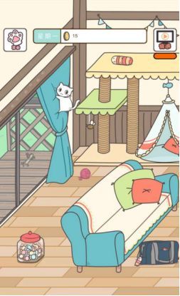猫咪饲养日常常见问题解答