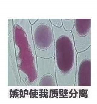 质壁分离什么梗_质壁分离什么意思出处内涵