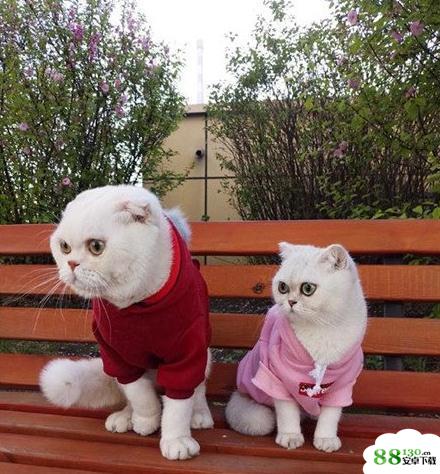 会说话的刘二豆猫是什么品种_抖音猫咪刘二豆配音教程