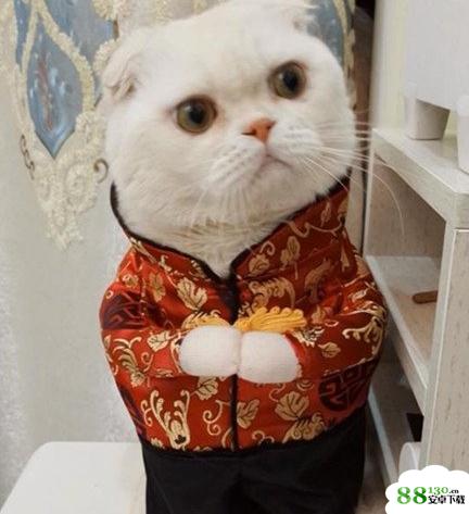 会说话的刘二豆猫是什么品种