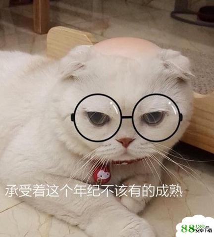 会说话的刘二豆猫是什么品种